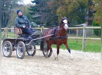 Kuc walijski sekcji B, Wałach, 2 lat, 124 cm