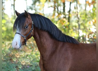 Kuc walijski sekcji B, Wałach, 2 lat, 124 cm