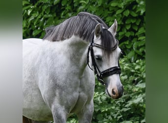 Kuc walijski sekcji B, Wałach, 4 lat, 126 cm, Siwa