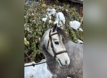 Kuc walijski sekcji B, Wałach, 4 lat, 130 cm, Siwa