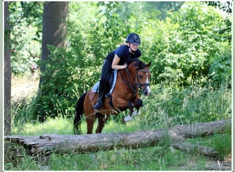 Kuc walijski sekcji B, Wałach, 4 lat, 134 cm, Gniada