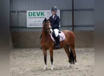 Kuc walijski sekcji B, Wałach, 4 lat, 134 cm, Gniada