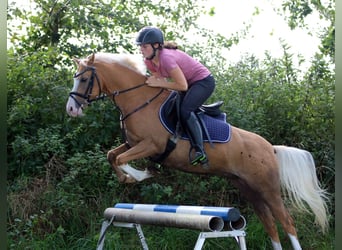 Kuc walijski sekcji B, Wałach, 4 lat, 135 cm, Izabelowata