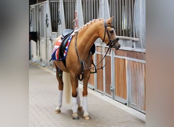 Kuc walijski sekcji B, Wałach, 4 lat, 135 cm, Izabelowata