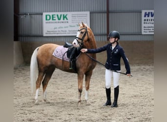 Kuc walijski sekcji B, Wałach, 4 lat, 135 cm, Izabelowata