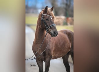 Kuc walijski sekcji B, Wałach, 4 lat, 138 cm, Ciemnokasztanowata