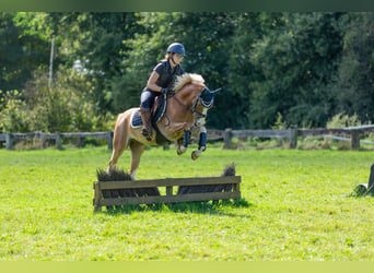 Kuc walijski sekcji B, Wałach, 6 lat, 136 cm, Kasztanowata