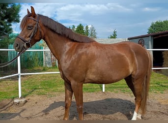 Kuc walijski sekcji B, Wałach, 7 lat, 131 cm