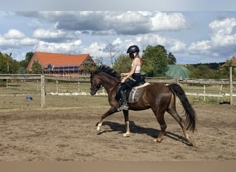 Kuc walijski sekcji B, Wałach, 7 lat, 133 cm, Ciemnokasztanowata