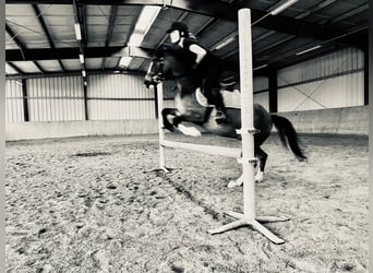 Kuc walijski sekcji B, Wałach, 7 lat, 133 cm, Gniada