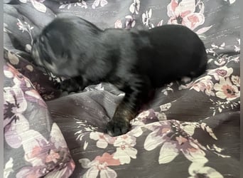 Kuc walijski sekcji B, Wałach, 7 lat, 133 cm, Gniada