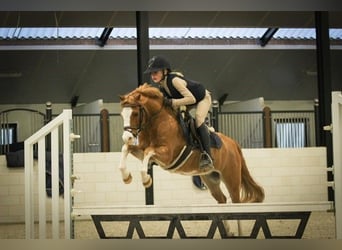 Kuc walijski sekcji B, Wałach, 9 lat, 126 cm, Kasztanowata