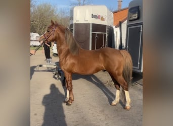 Kuc walijski sekcji B, Wałach, 9 lat, 131 cm, Kasztanowata