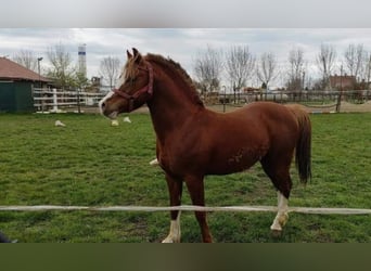 Kuc walijski sekcji B, Wałach, 9 lat, 131 cm, Kasztanowata