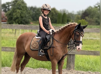 Kuc walijski sekcji B, Wałach, 9 lat, 132 cm, Kasztanowata