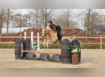 Kuc walijski sekcji C, Klacz, 10 lat, 136 cm, Izabelowata