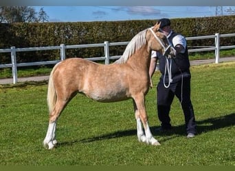 Kuc walijski sekcji C, Klacz, 11 lat, 133 cm, Izabelowata