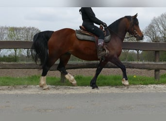 Kuc walijski sekcji C, Klacz, 12 lat, 138 cm, Gniada
