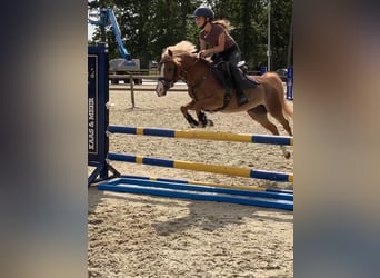 Kuc walijski sekcji C, Klacz, 13 lat, 132 cm, Ciemnokasztanowata