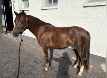 Kuc walijski sekcji C, Klacz, 13 lat, 135 cm, Ciemnokasztanowata