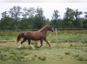 Kuc walijski sekcji C, Klacz, 14 lat, 128 cm, Kasztanowata