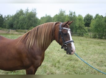 Kuc walijski sekcji C, Klacz, 14 lat, 128 cm, Kasztanowata