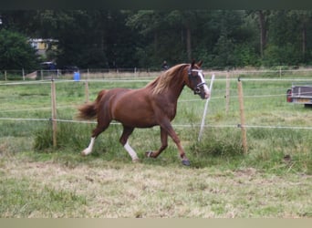 Kuc walijski sekcji C, Klacz, 14 lat, 128 cm, Kasztanowata