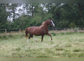 Kuc walijski sekcji C, Klacz, 14 lat, 128 cm, Kasztanowata