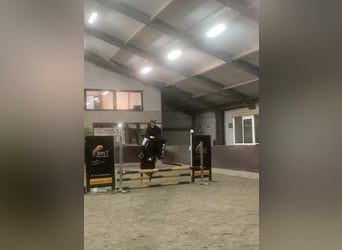 Kuc walijski sekcji C, Klacz, 14 lat, 133 cm, Kara