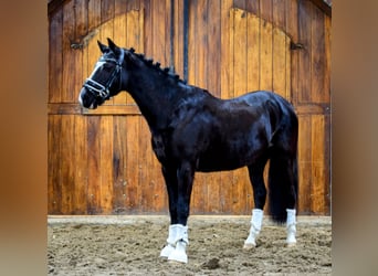 Kuc walijski sekcji C, Klacz, 14 lat, 133 cm, Kara