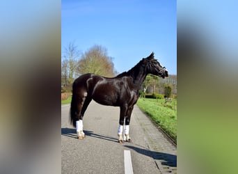 Kuc walijski sekcji C, Klacz, 14 lat, 133 cm, Kara