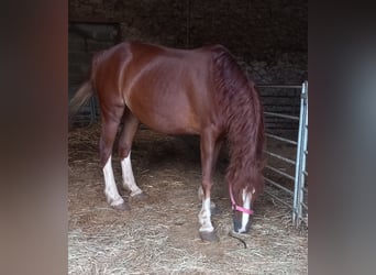 Kuc walijski sekcji C, Klacz, 15 lat, 133 cm, Kasztanowata