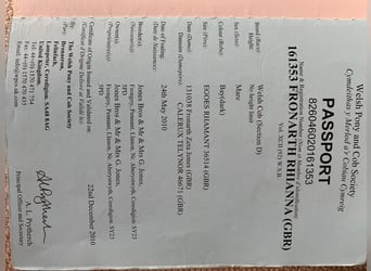 Kuc walijski sekcji C, Klacz, 15 lat, 155 cm, Gniada