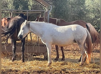 Kuc walijski sekcji C, Klacz, 16 lat, 135 cm, Siwa