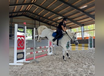 Kuc walijski sekcji C, Klacz, 17 lat, 134 cm, Siwa