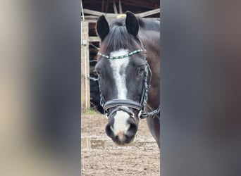 Kuc walijski sekcji C, Klacz, 17 lat, 141 cm, Kara