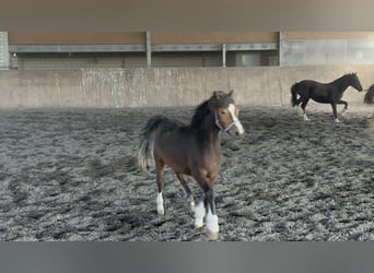 Kuc walijski sekcji C, Klacz, 1 Rok, 133 cm, Gniada
