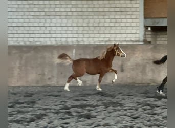 Kuc walijski sekcji C, Klacz, 1 Rok, 135 cm, Kasztanowata