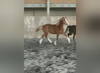 Kuc walijski sekcji C, Klacz, 1 Rok, 135 cm, Kasztanowata