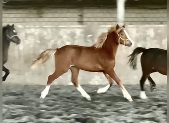 Kuc walijski sekcji C, Klacz, 1 Rok, 135 cm, Kasztanowata