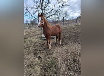 Kuc walijski sekcji C, Klacz, 2 lat, 132 cm, Kasztanowata