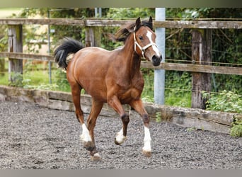 Kuc walijski sekcji C, Klacz, 2 lat, 133 cm, Gniada