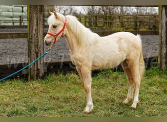 Kuc walijski sekcji C, Klacz, 2 lat, 135 cm, Izabelowata