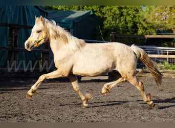 Kuc walijski sekcji C, Klacz, 2 lat, 135 cm, Izabelowata