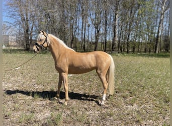 Kuc walijski sekcji C, Klacz, 2 lat, 138 cm, Izabelowata