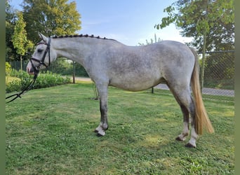 Kuc walijski sekcji C, Klacz, 3 lat, 130 cm, Siwa