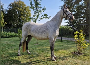 Kuc walijski sekcji C, Klacz, 3 lat, 130 cm, Siwa