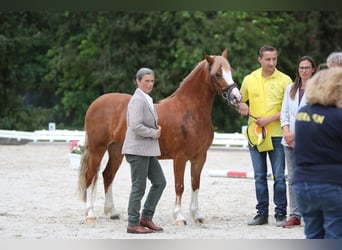 Kuc walijski sekcji C, Klacz, 3 lat, 140 cm, Kasztanowata