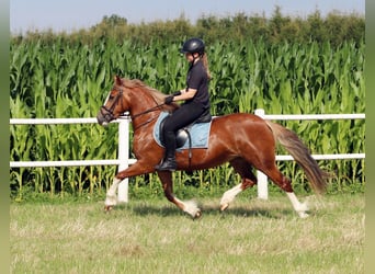 Kuc walijski sekcji C, Klacz, 3 lat, 140 cm, Kasztanowata