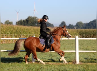 Kuc walijski sekcji C, Klacz, 3 lat, 140 cm, Kasztanowata